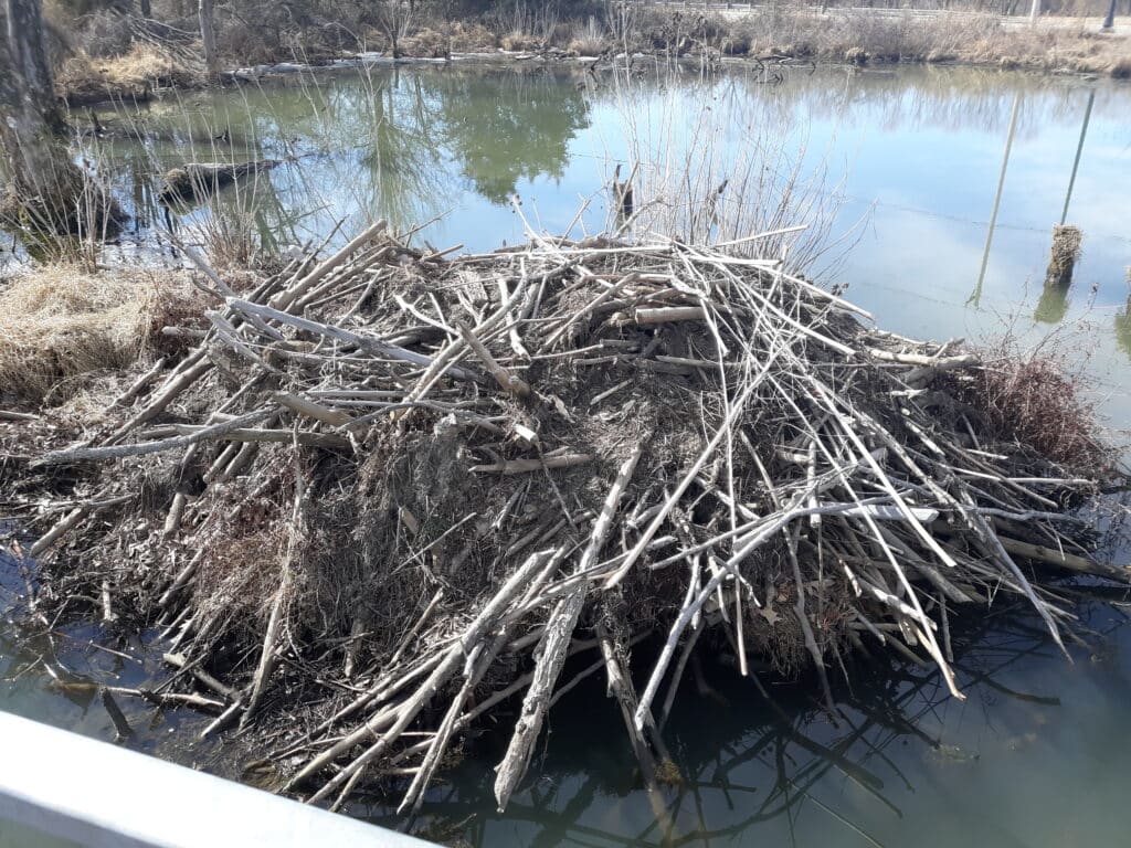 Osage Park Beaver Dam
