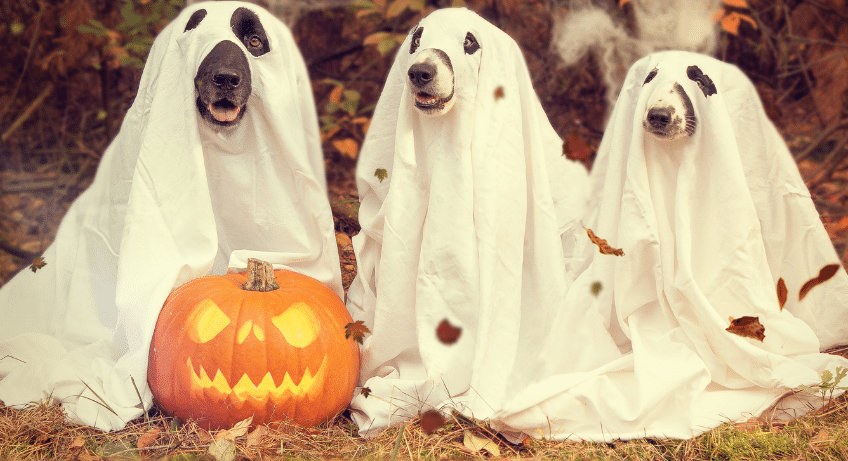 spooky season