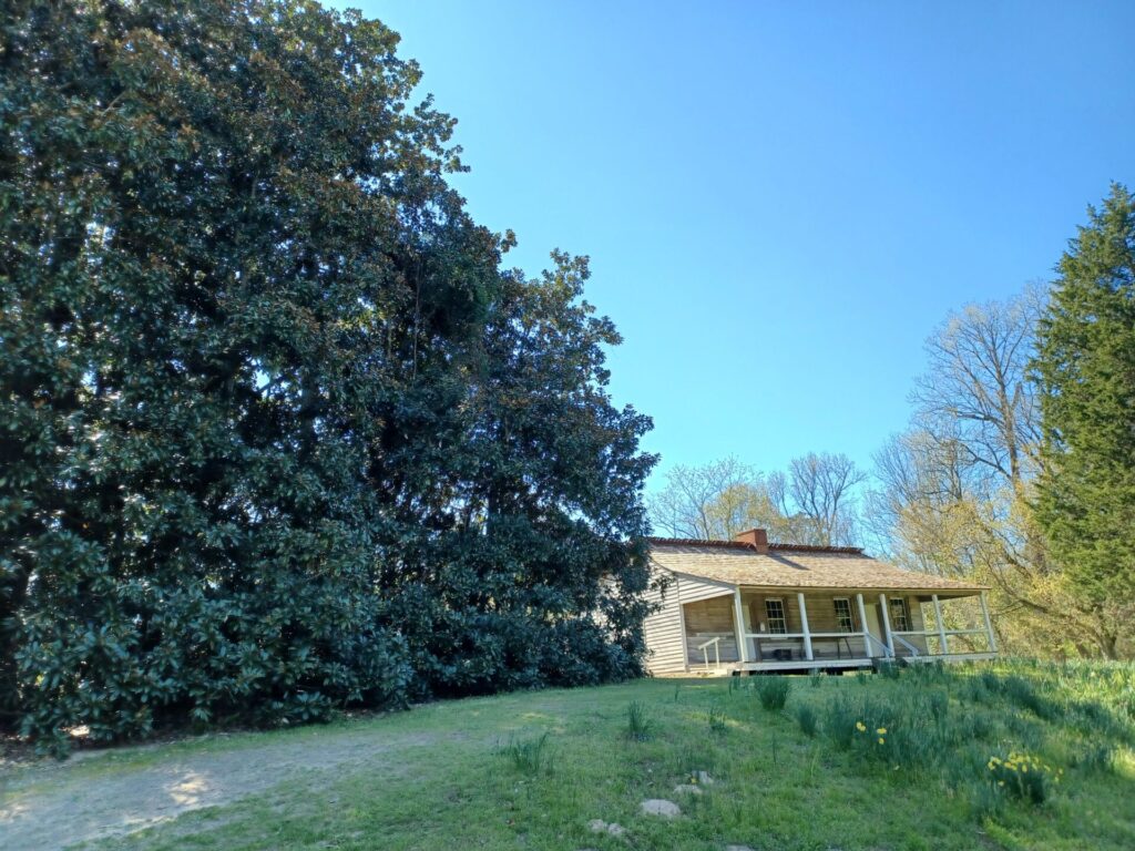 magnolia tree